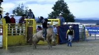 Bull Riding po raz pierwszy w Polsce